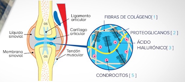 Partes de una articulación