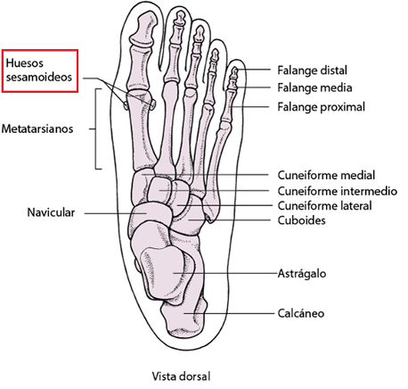 sesamoideos