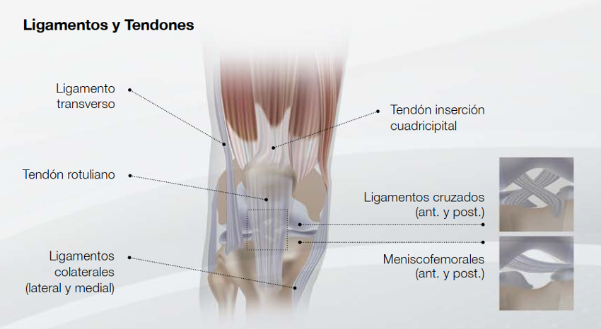 Principales lesiones de rodilla