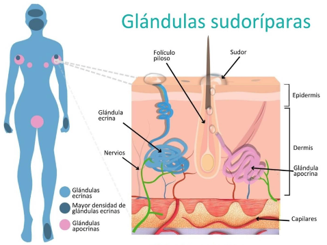 sudoración