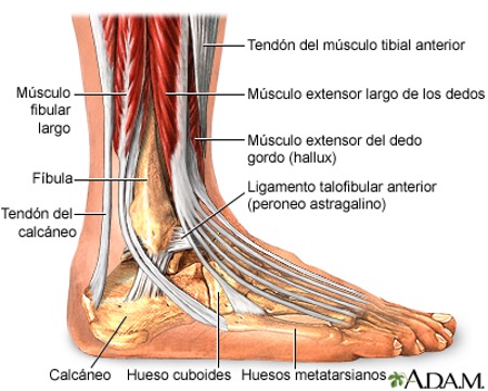 Articulación del tobillo y músculos